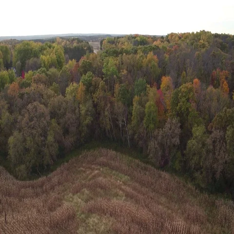 St Croix Valley Fall Corn Field Forest Reveal Stock-Footage 69525812