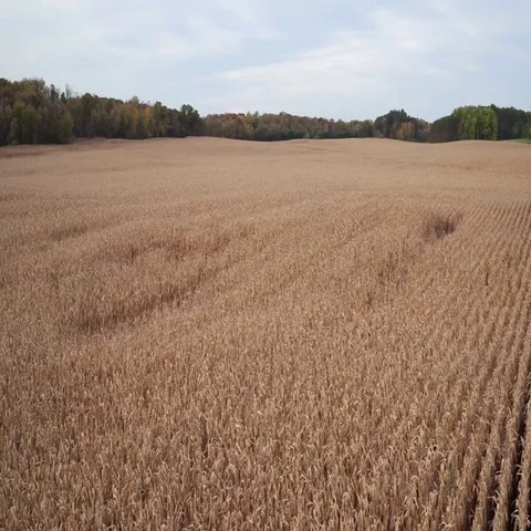 St Croix Valley Fall Corn Field High Slow Reveal Stock-Footage 69525883