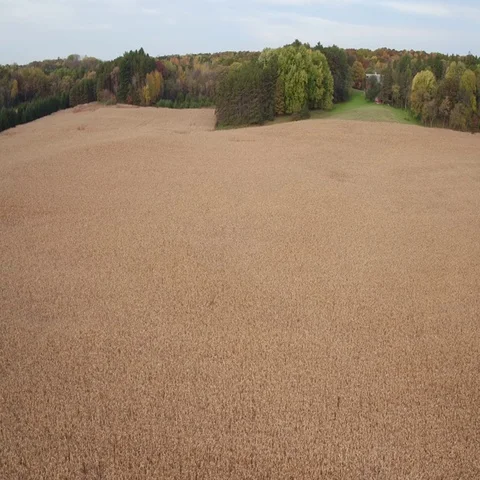 St Croix Valley Fall Corn Field Flying Backwards Stock-Footage 69526077