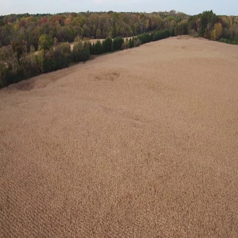 St Croix Valley Fall Corn Field Flying Fast Higher Over Field Stock-Footage 69526428