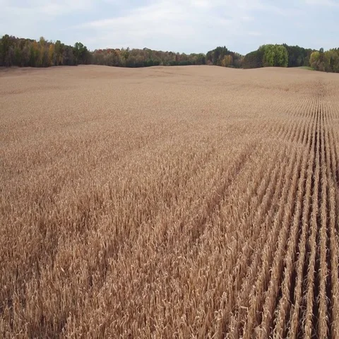 St Croix Valley Fall Corn Field Flying Fast Low to the Ground Stock-Footage 69526543