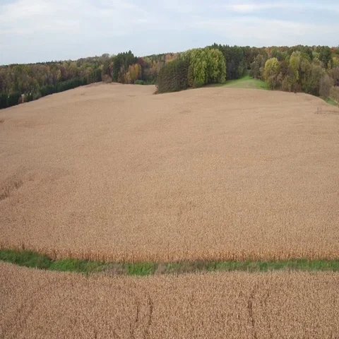 St Croix Valley Fall Corn Field Flying Sideways Stock-Footage 69527187
