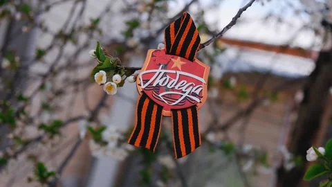 The St. George ribbon on a blooming spring tree Stock Footage 278480694