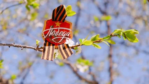The St. George ribbon on a blooming spring tree Stock Footage 278480697
