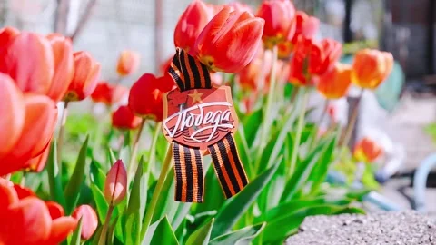The St. George ribbon on a blooming spring tree 스톡 동영상 278480725