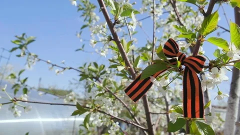 The St. George ribbon on a blooming spring tree Stock Footage 278480743