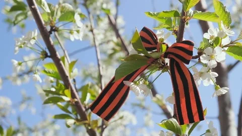 The St. George ribbon on a blooming spring tree Stock Footage 278480756