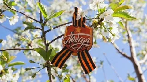 The St. George ribbon on a blooming spring tree Stock Footage 278480762