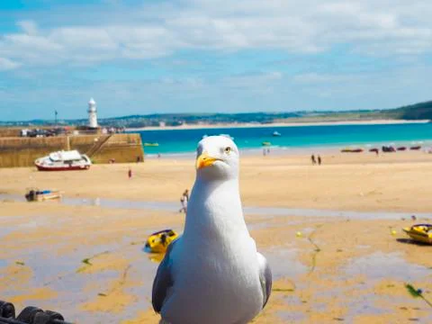 The st ives seagull Stock Photos
