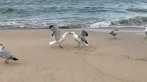 St ives Seagulls Stock Footage 154306015