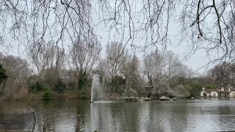 St James Park ducks Video stock 150154870