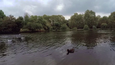 St James Pond dolly with ducks Stock Footage 76749188
