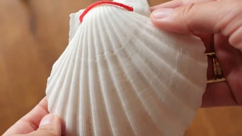 St. james shell scallop in hand Stock-Footage 114373606