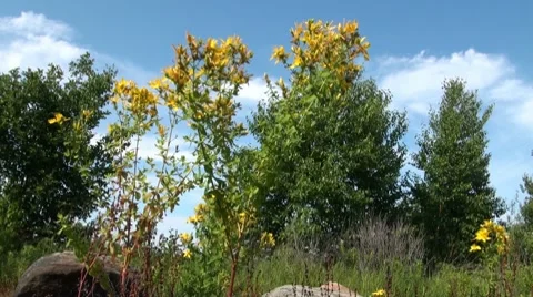 ST John wort Video stock 7754660