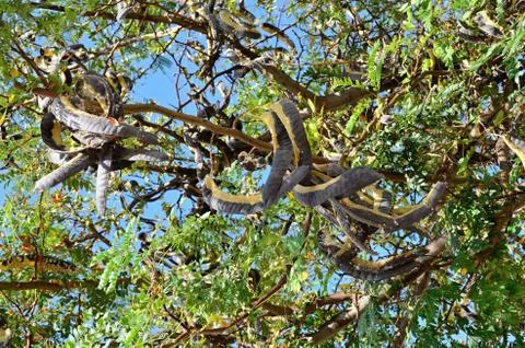 St. John's Bread - Common rosette detail of fruits and leaves Stock Photos