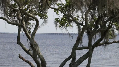 St. Johns river in Florida Stock Footage 95493719