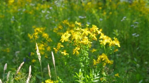 St Johns wort Stock Footage 59304594