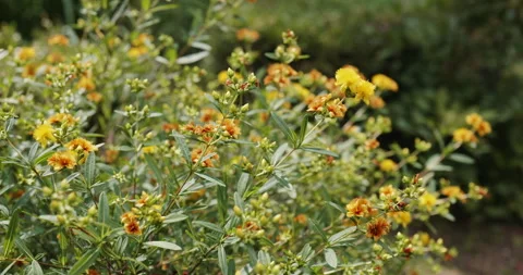 St. John's wort Stock Footage 246974963