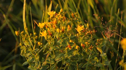 St. John's wort herb Stock Footage 36244867