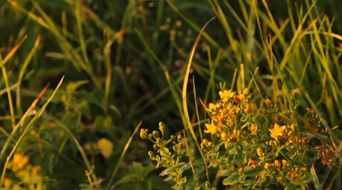 St. John's wort herb Stock-Footage 36245284