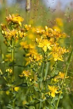 St Johns wort. Hypericum flowers. Healing herbs. Stock Photos