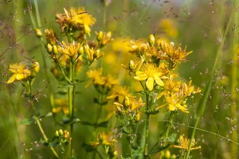 St Johns wort. Hypericum flowers. Healing herbs. Stock Photos