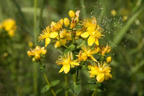 St Johns wort. Hypericum flowers. Healing herbs. Stock Photos
