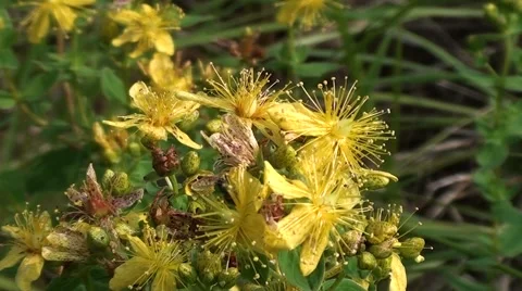 St. John's Wort ( Hypericum montanum ) on meadow Stock Footage 54574228