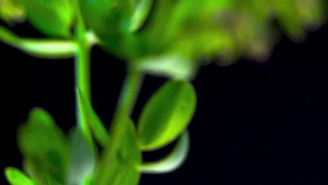 St Johns Wort (Hypericum perforatum). Green Leaf Pores Texture Stock Footage 337242221