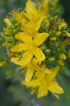 St John's wort (lat. Hypericum perforatum) Fotos Stock