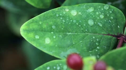 St. John's Wort Leaf Video stock 14640995