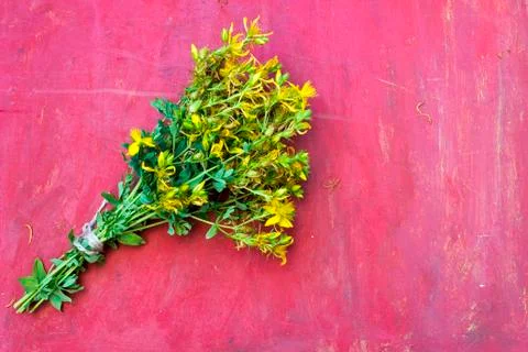 St John's wort or Hypericum perforatum Stock Photos