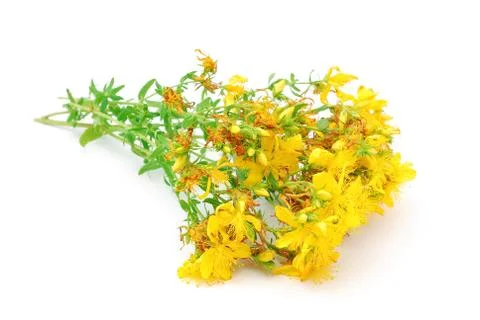 St johns wort Stock Photos