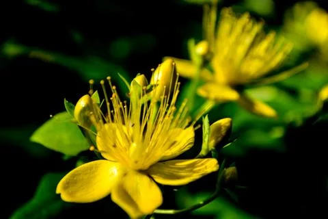 St Johns Wort Stock Photos
