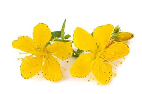 St. John's wort Stock Photos