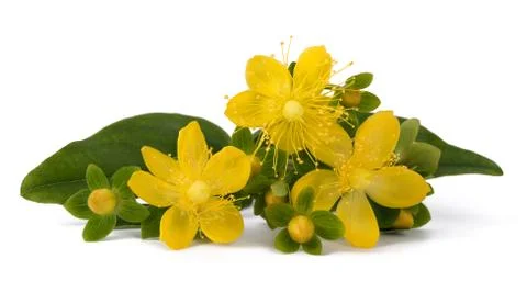St. John's wort Stock Photos