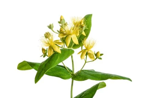 St. John's wort Stock Photos