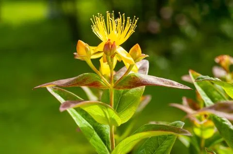 St. john's wort Stock Photos