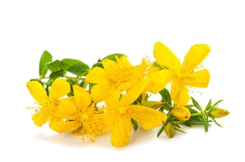 St. John's wort Foto stock