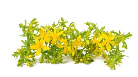 St. John's wort Stock Photos