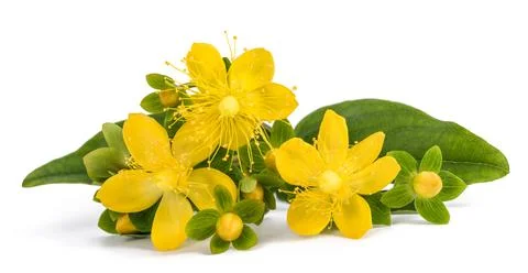 St. John's wort Stock Photos