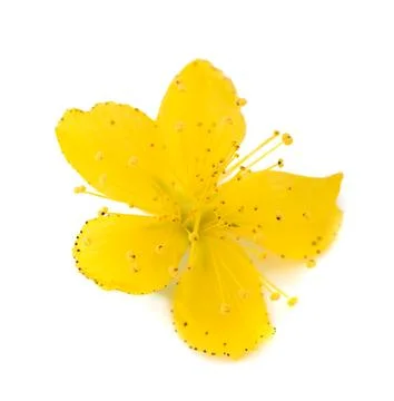 St. John's wort Stock Photos