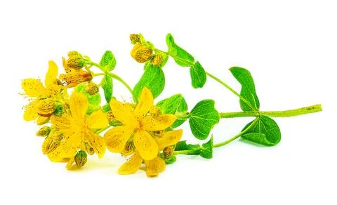 St. John's wort Stock Photos