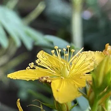 St Johns Wort Foto stock