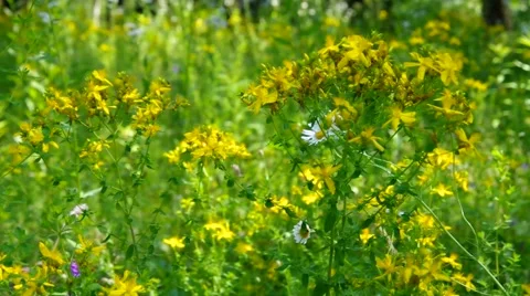 St Johns wort in summer Stock Footage 56540914