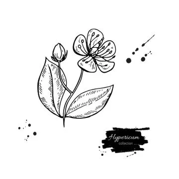 St. John's wort vector drawing set. Isolated hypericum wild flower and leav.. Stock Illustration