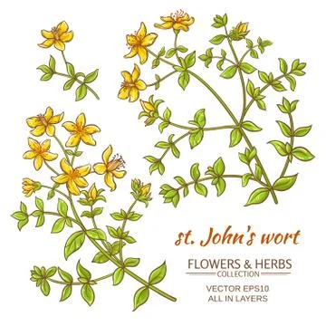 St. John's wort vector set Stock Illustration