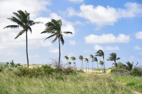St Kitts Stock Photos