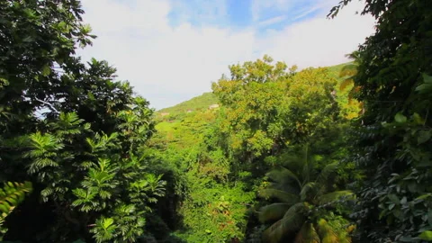 St Kitts rainforest pan 動画素材 136058943
