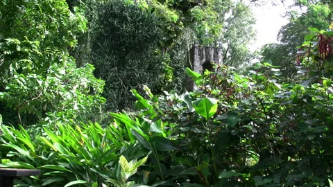 St Kitts Romney Manor tower in garden 動画素材 136060945